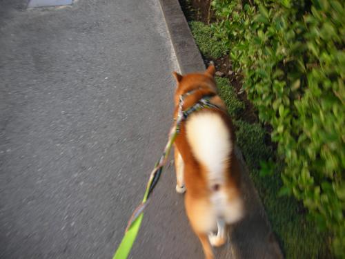 いつもの道
