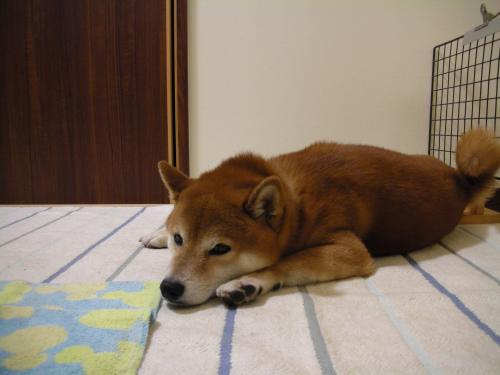 のび~
