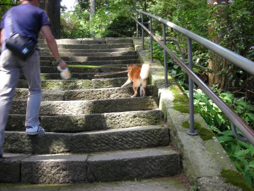 石段ダッシュ