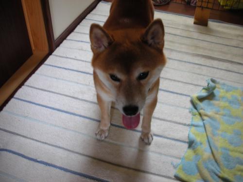 どこいくですか?