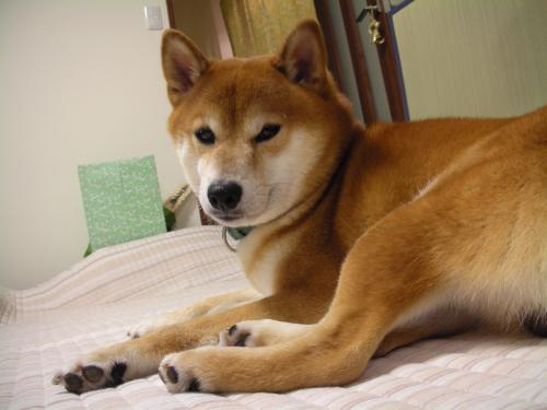 それが何か?
