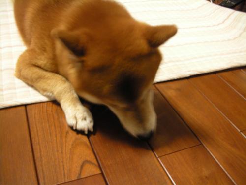 ぺろぺろ