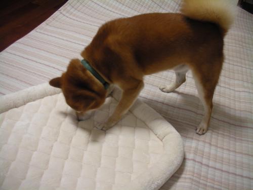おまえはだれだ