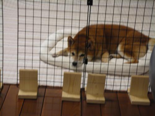 うらめしやあ~