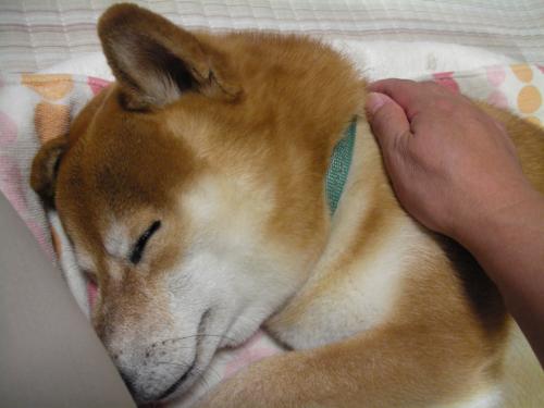 ねむねむ
