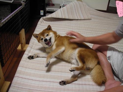 ガルル