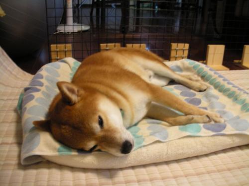 まだ眠い
