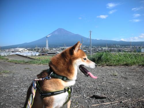 富士と柴犬
