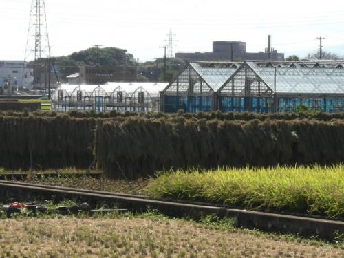 天日干し
