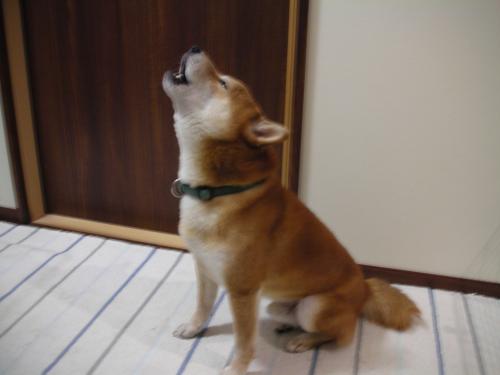 広報と遠吠え