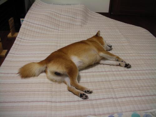 バタリ