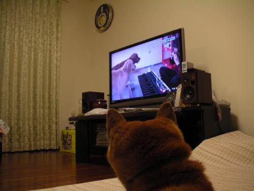 テレビ1