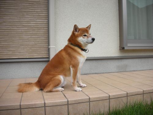 お庭番1