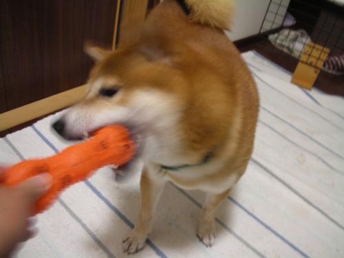 お気に入り