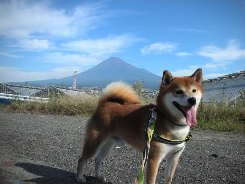 富士と柴犬