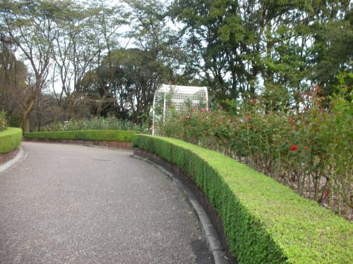 秋のバラ園2