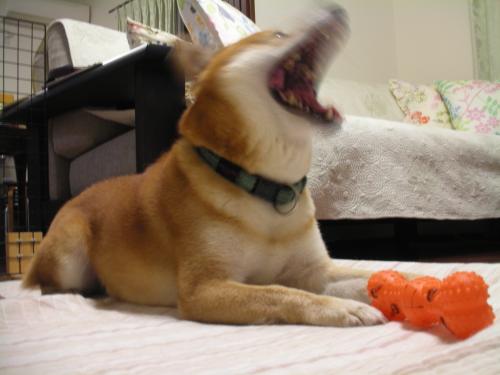 わお~!!
