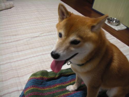 えへっ