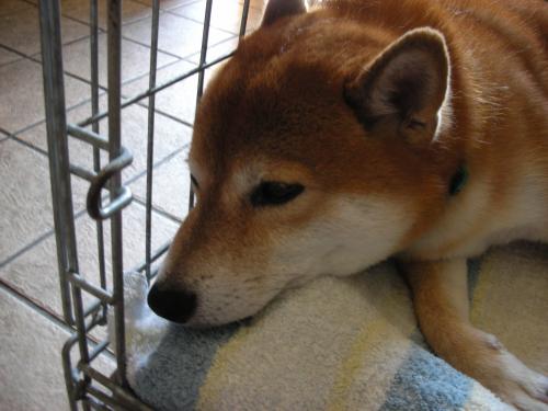 ぼ-