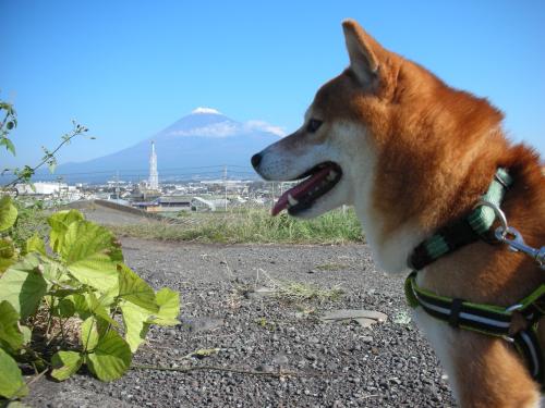 富士と柴犬