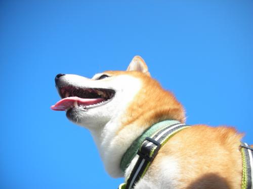 ボラギ写真2