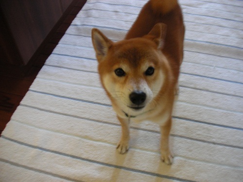 ありがとうございましたです