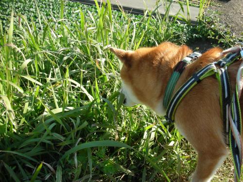 草にもぐる