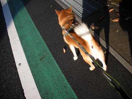 雨上がりの散歩