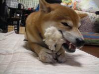 はむはむ4