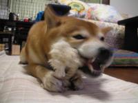 はむはむ6