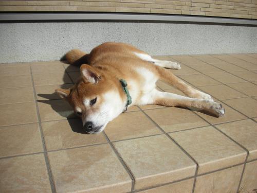 の~んびり