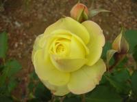 頑張る薔薇