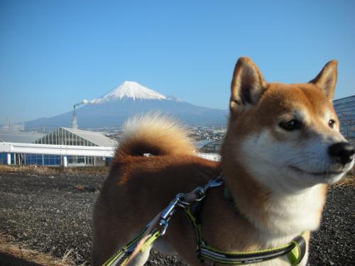 富士山と柴犬