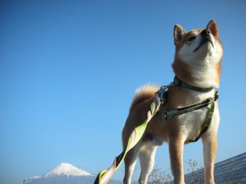 富士山と柴犬2