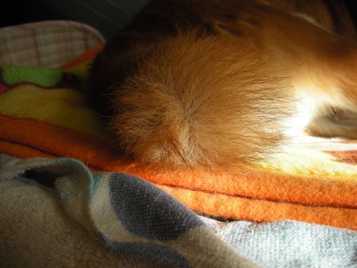 ふあふあ尻尾