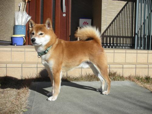 こっち よし
