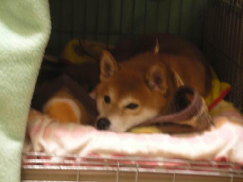 疲れました~
