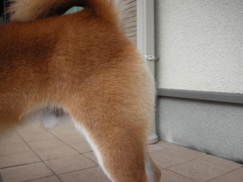 お尻がちくちくです