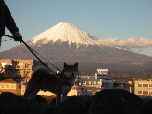 初 富士山と柴犬
