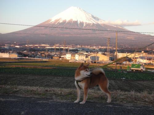 富士山と柴犬 2