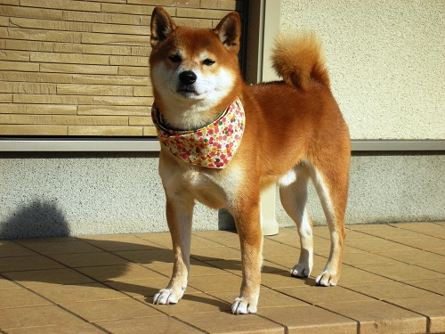 明けましておめでとうございますです