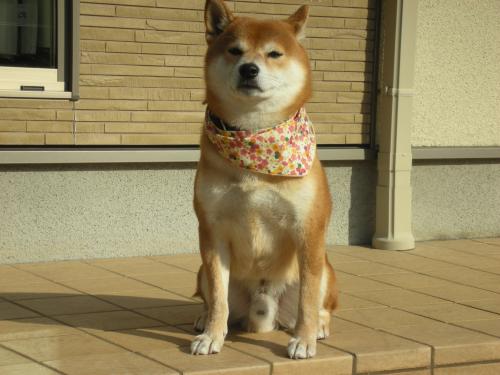 どうぞよろしくお願いいたしますです