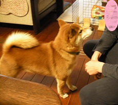 何か持ってるですか?