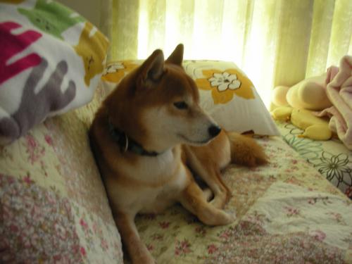 ちゃっかり