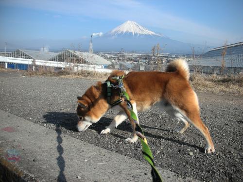 富士山とクンクン犬 1
