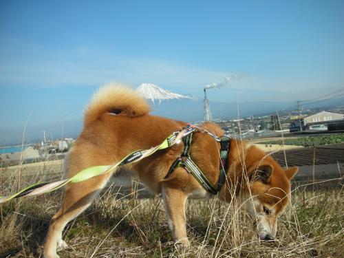 富士山とクンクン犬 2