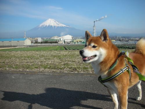 富士山と柴犬