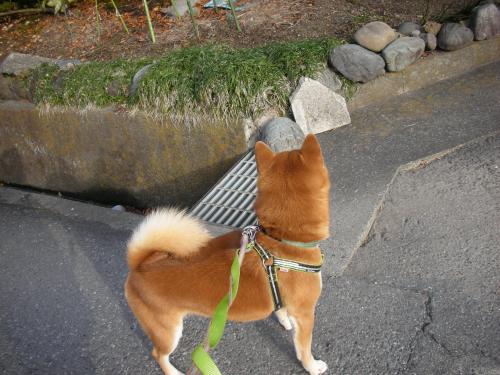 あのこはいるかな?