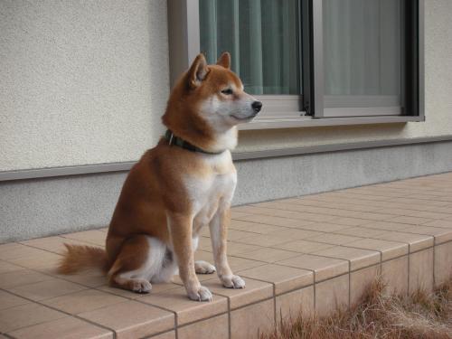 お庭番