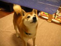 なんだ、これ?